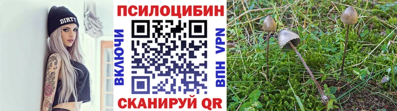 закладка  Струнино  Псилоцибиновые грибы Magic Shrooms 